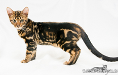 marbled Bengal